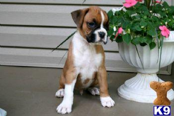 Boxer Puppies for Sale